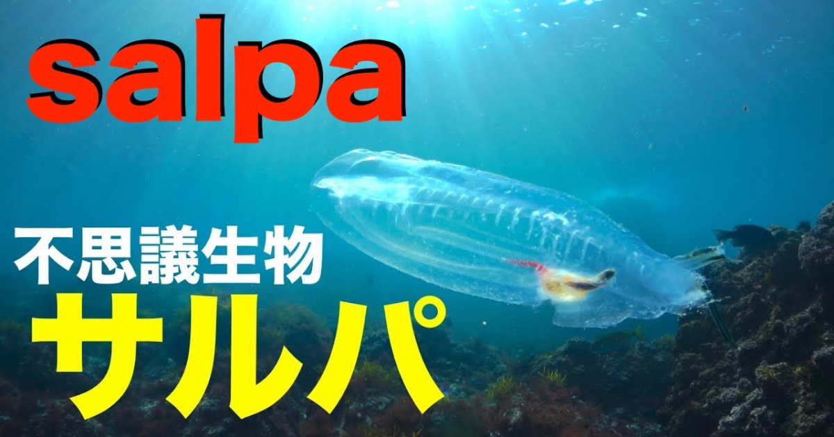 オオサルパ（単独個体）水中映像