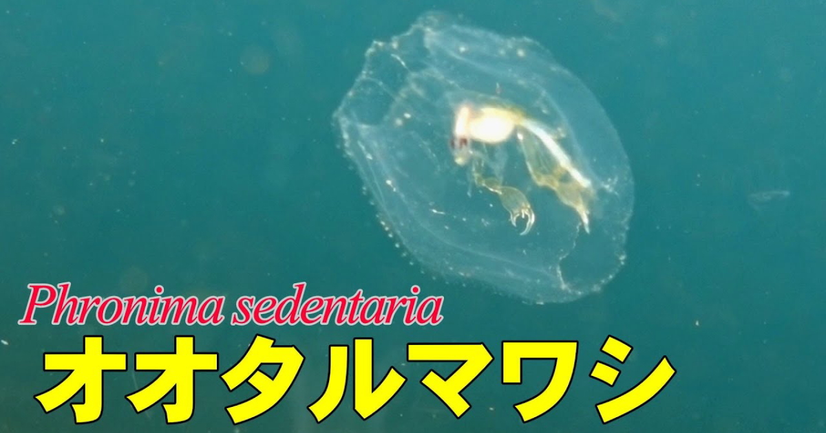 オオタルマワシ水中映像
