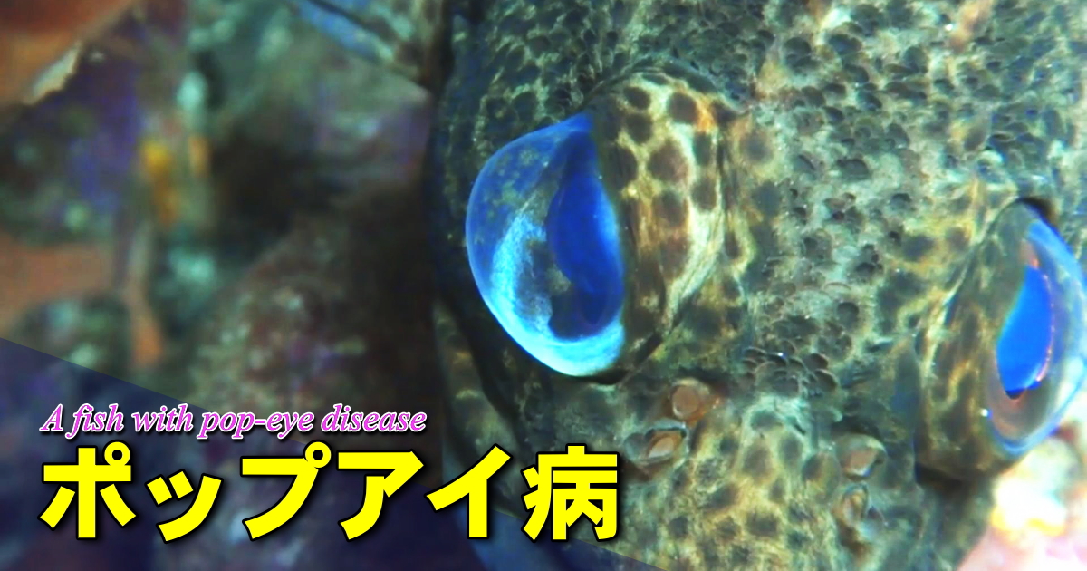 ポップアイの魚の水中映像