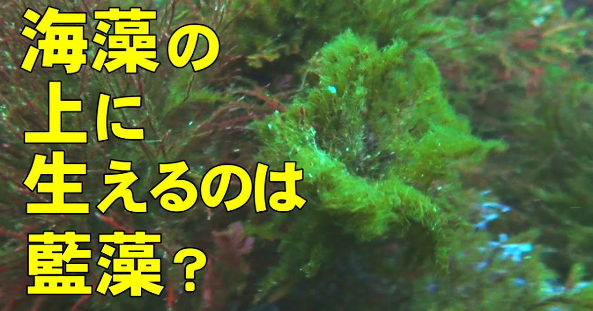 海藻に付着する藍藻の水中映像