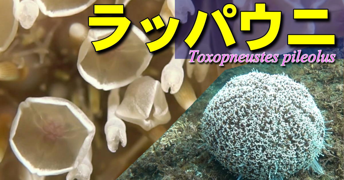 ラッパウニの水中映像。