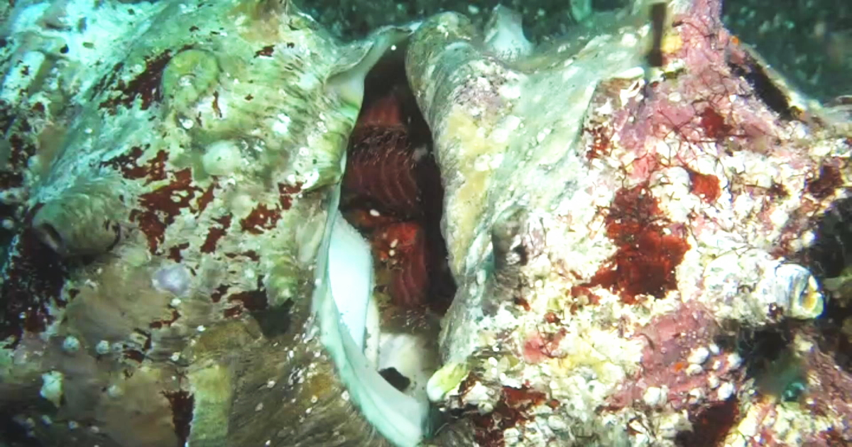 ホンドオニヤドカリがサザエのフタをこじ開けようとする水中映像。サザエを食べる上に新しい宿にしようとしているのかどうかはわからない。全く進展が無いので最後まで見届けたことは無い。