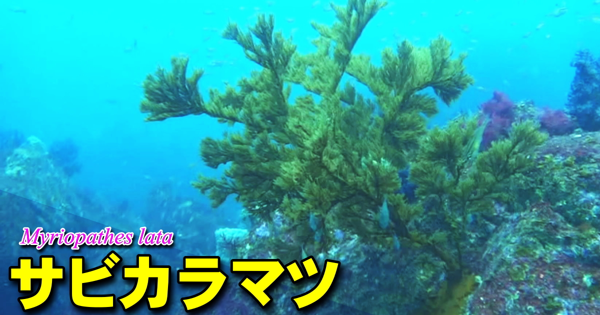 サビカラマツ水中映像