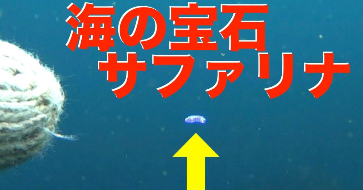 サファリナ水中映像