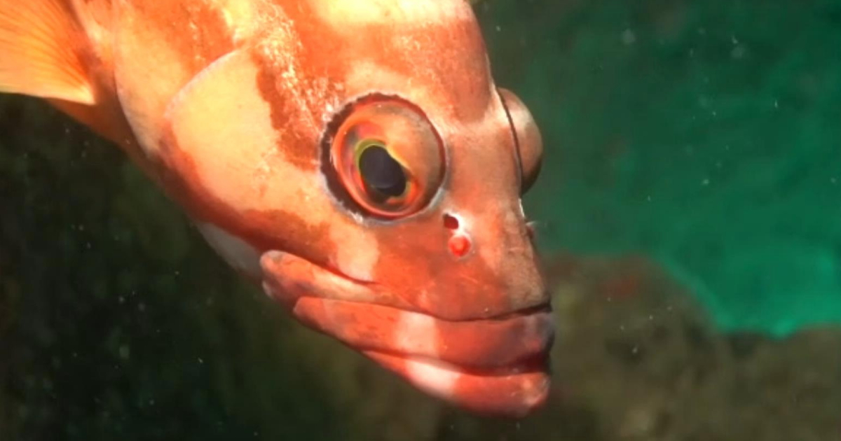 魚の鼻の穴は左右に2つずつで4つあるという、アカハタを例にした水中映像