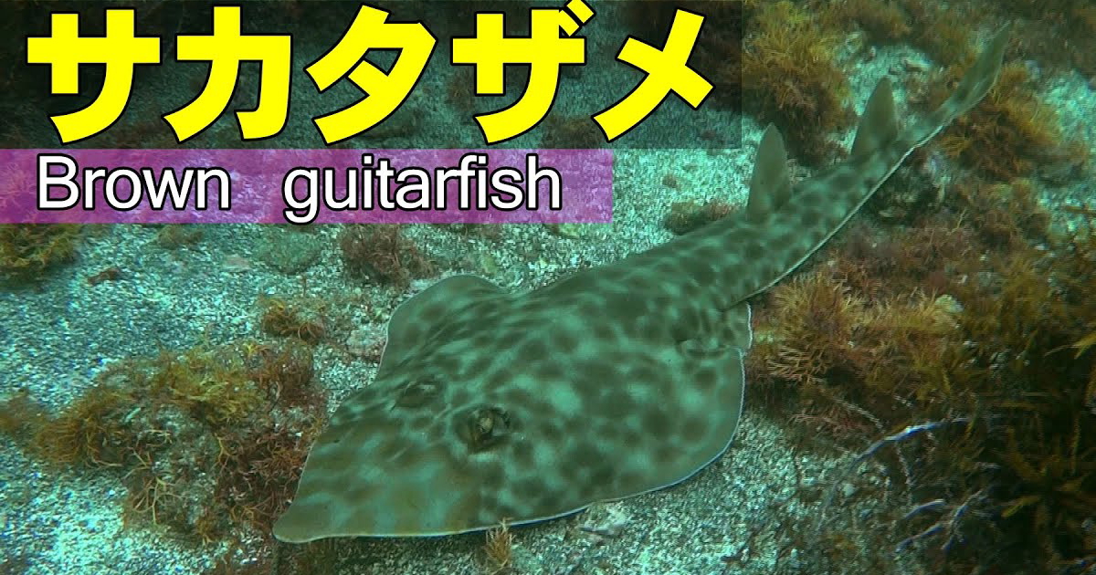 サカタザメ水中映像