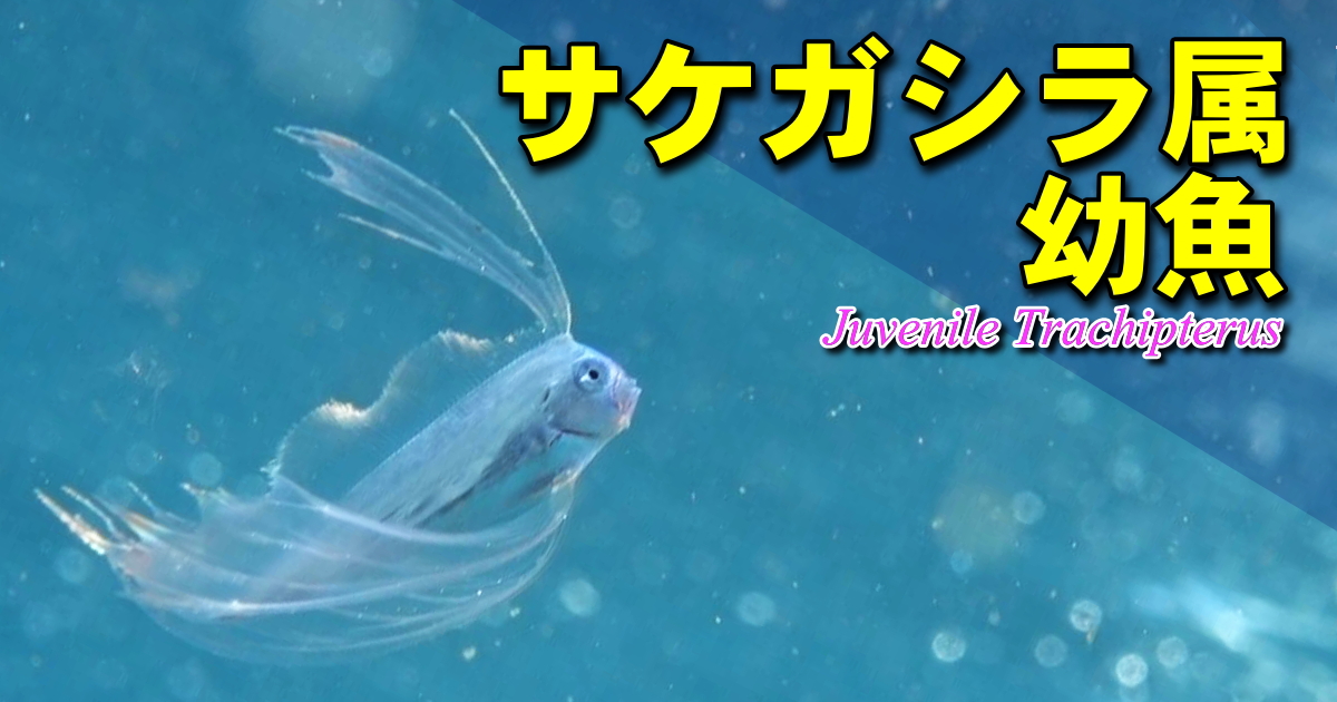 サケガシラ属の幼魚 水中映像