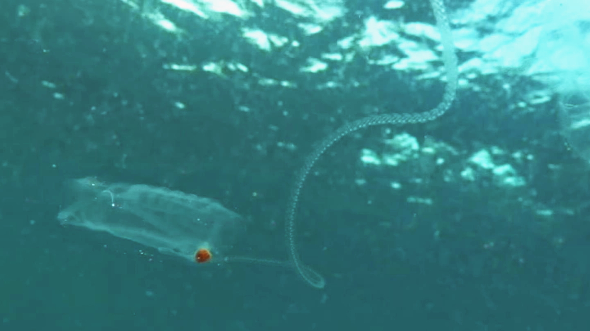 連鎖個虫を出すサルパの単独個虫