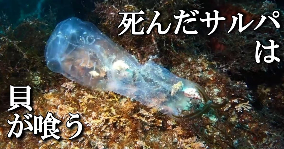 死んだサルパを巻貝が食べる 水中映像