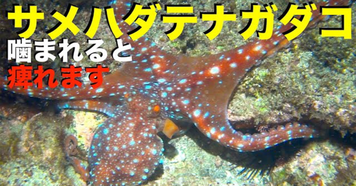 咬まれると痺れるという強毒を持つサメハダテナガダコの水中映像