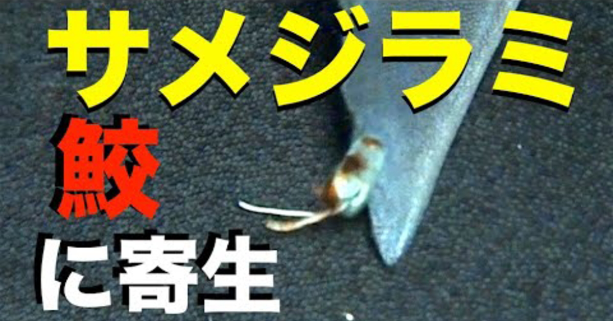 サメジラミ水中映像