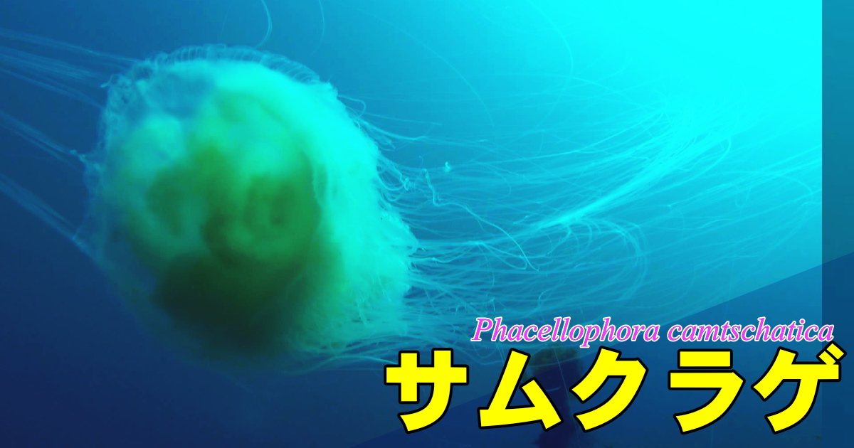 サムクラゲ水中映像