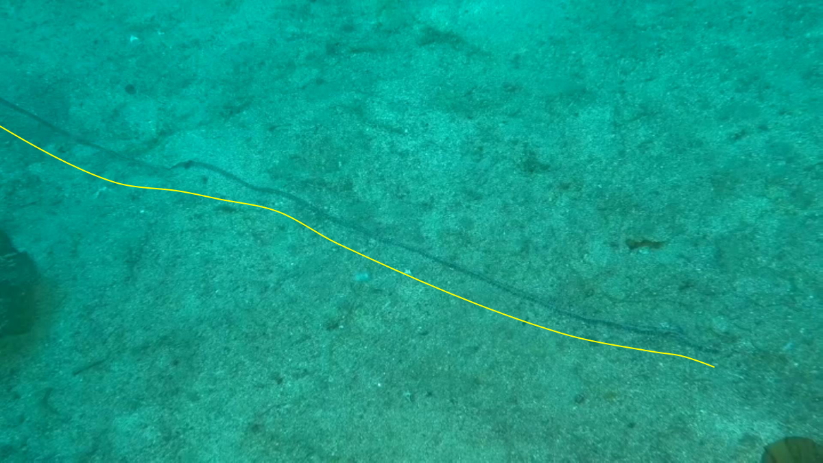 サナダユムシの非常に長い吻
