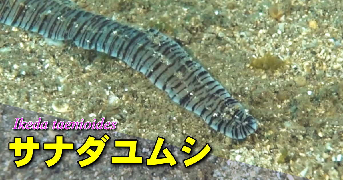 海底から伸びるのはサナダユムシの長い「吻」であり、本体は砂の中にある