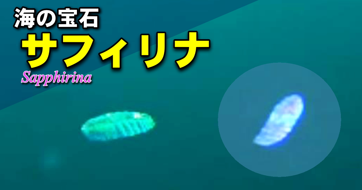 サフィリナ水中映像