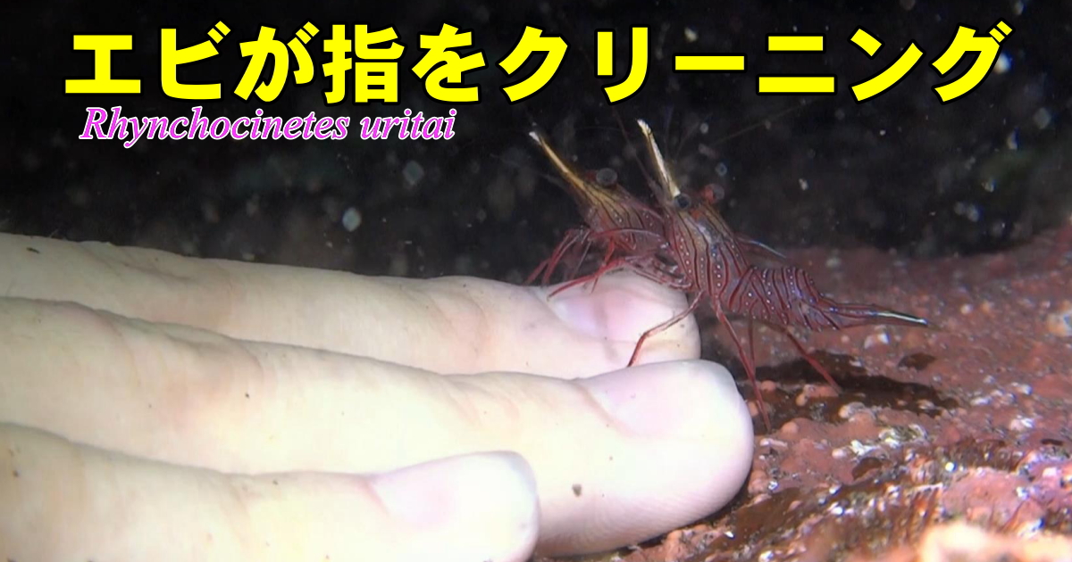 ダイバーの指を掃除するサラサエビの水中映像