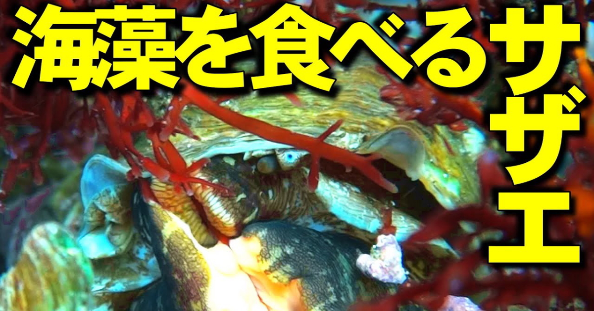 海藻を食べるサザエ 水中映像