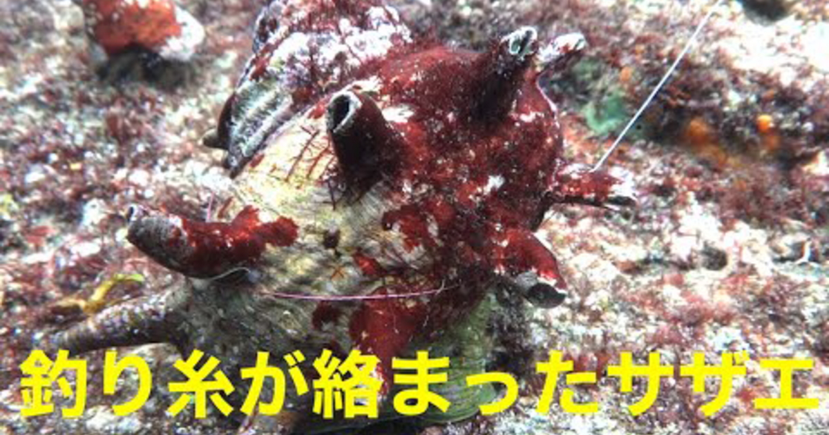 根掛かりで投棄された釣り糸に絡まるサザエ