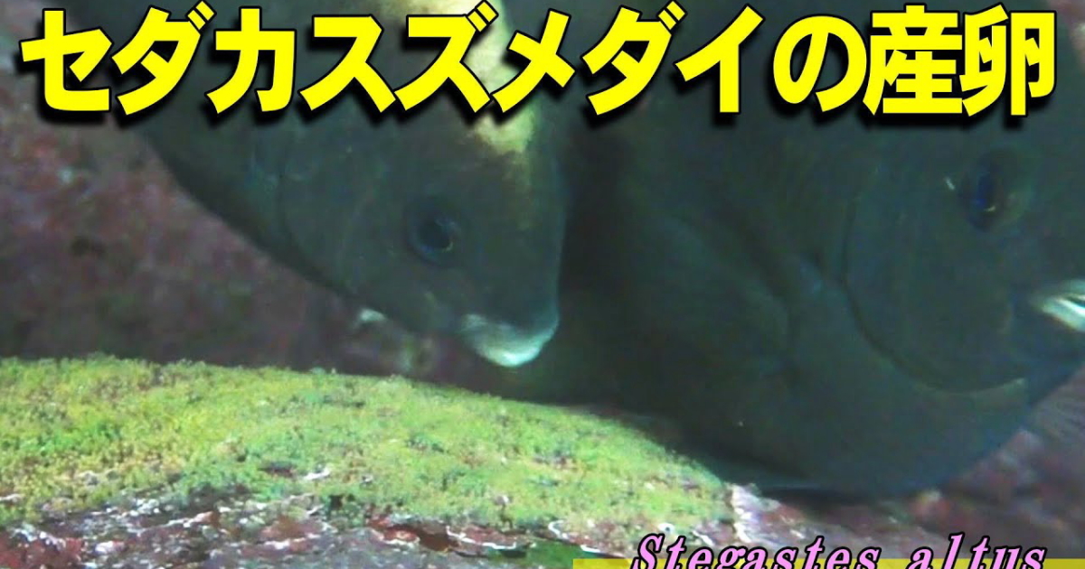 産卵するセダカスズメダイの水中映像