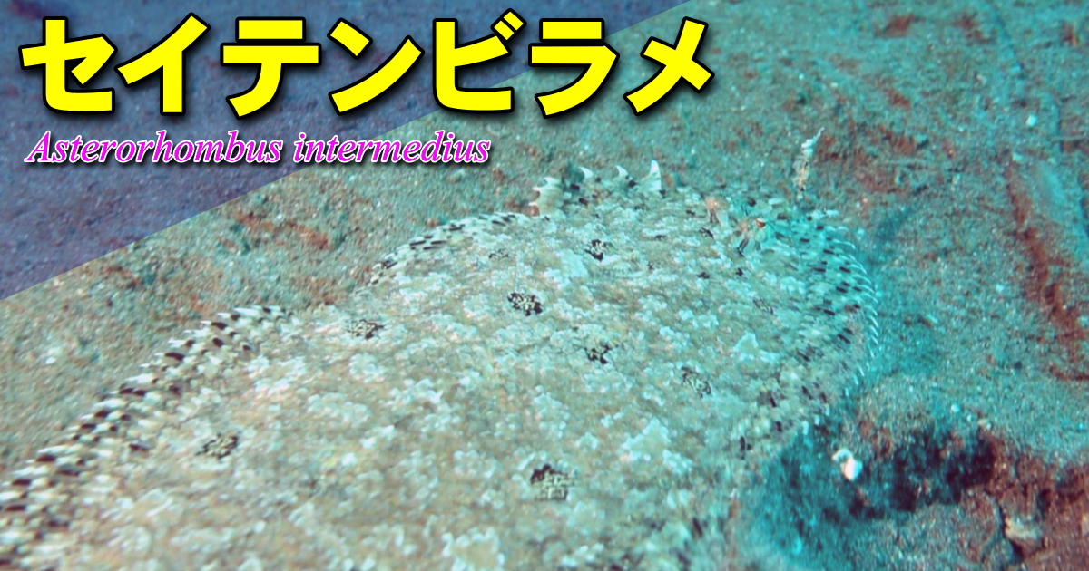 セイテンビラメはヒレを波打たせるようにして進みます。背ビレの第一軟条は長く伸び、ルアーのように使うと言われています。