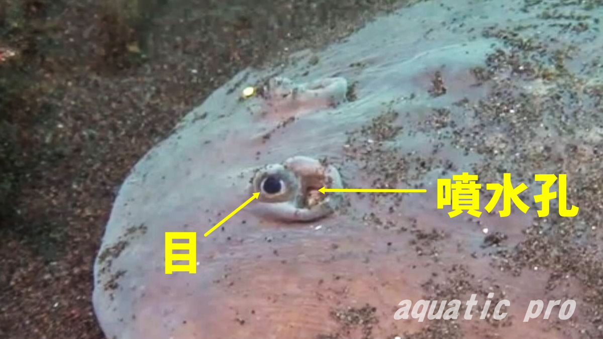 シビレエイの目と噴水孔