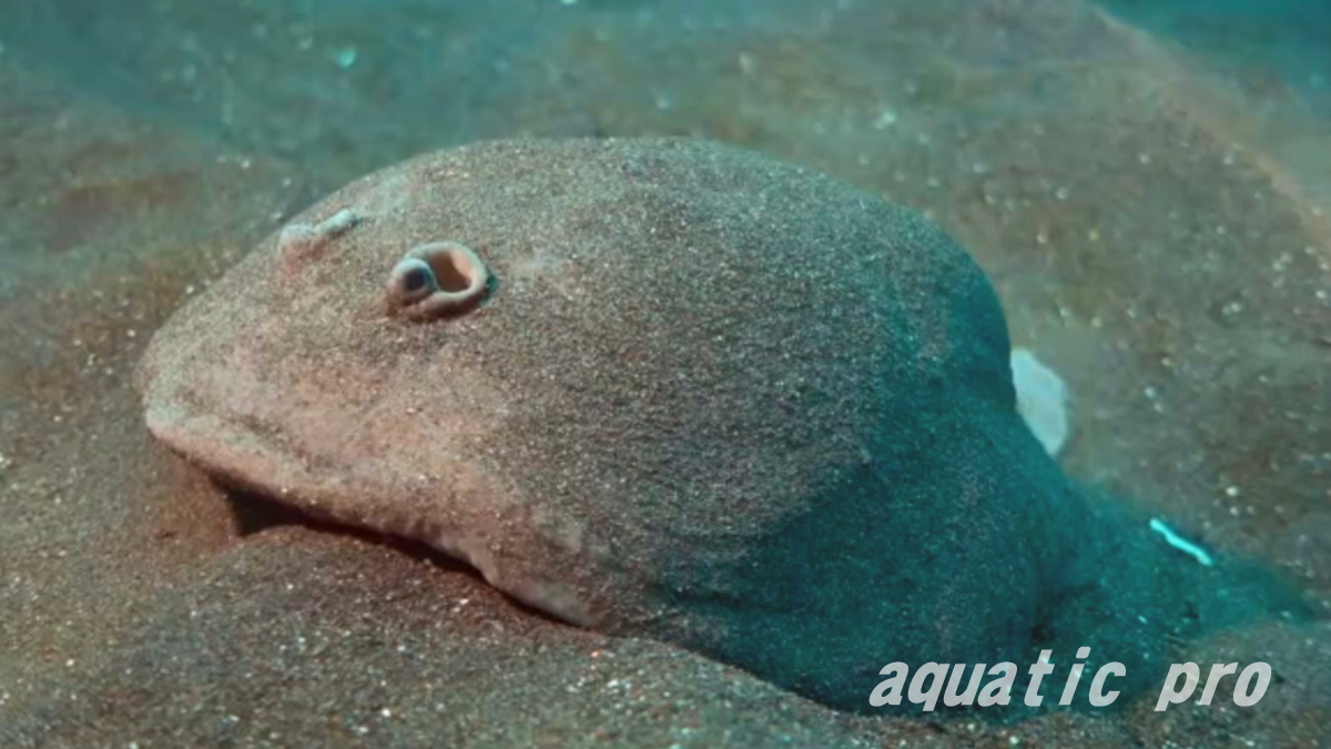 シビレエイの粘膜