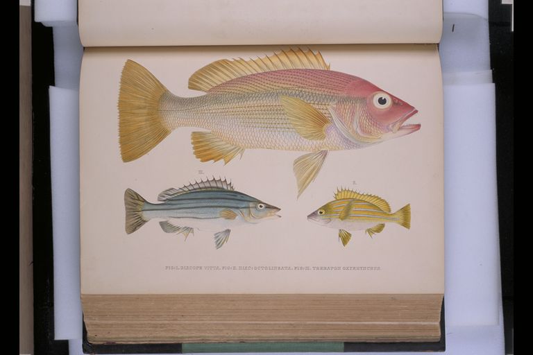 『Fauna Japonica（日本動物誌）』に掲載されているシマイサキの図