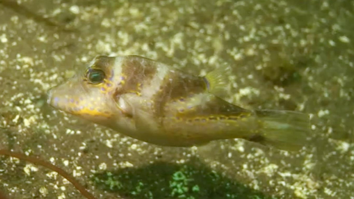 シマキンチャクフグ