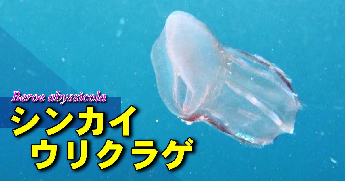 シンカイウリクラゲの映像