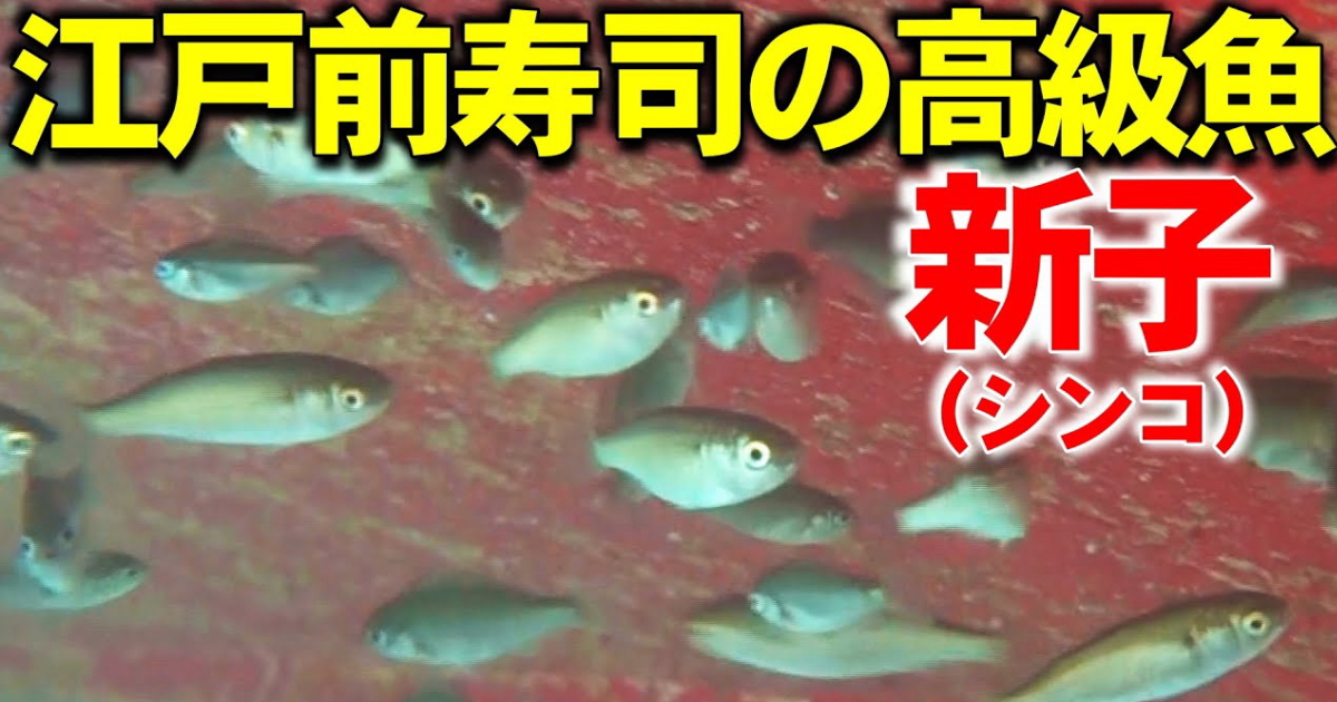 大きくなるほど高級になる出世魚はたくさんいますが、コノシロは小さいほど高級で、シンコ、コハダ、コノシロとなります。江戸前の超高級魚であるシンコ（新子）の水中映像です。 