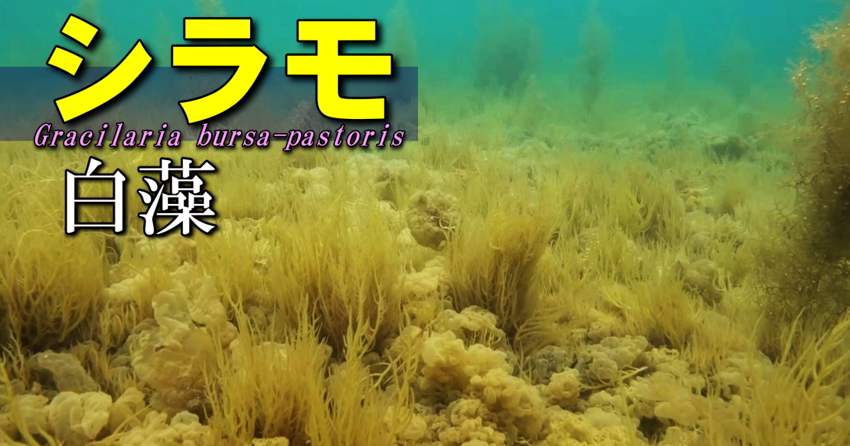 シラモの水中映像