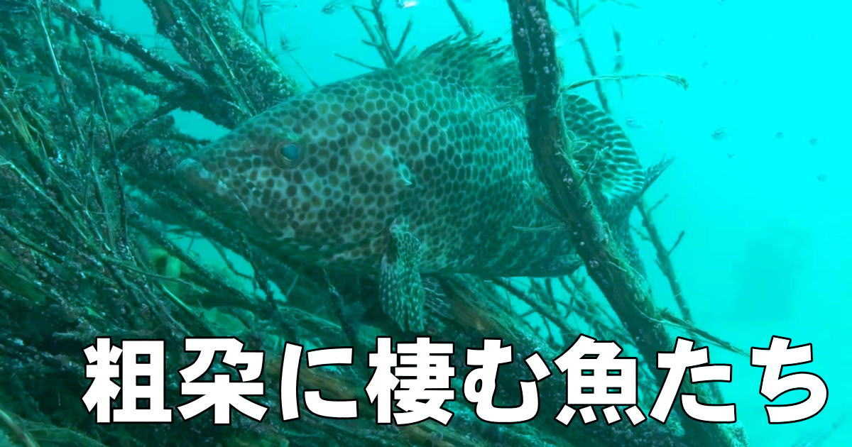 粗朶に棲む魚たち水中映像