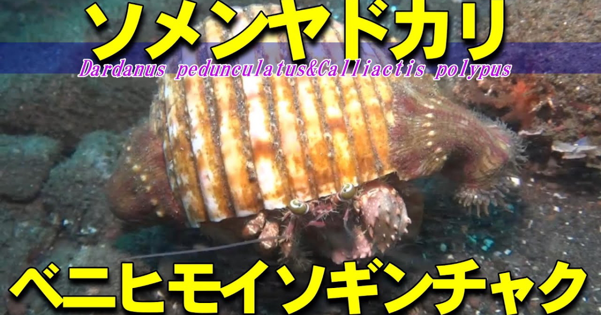 刺胞を持つイソギンチャクを背負って武装することで身を守るソメンヤドカリ。ベニヒモイソギンチャクは誰にも剥がすことはできないが、ソメンヤドカリだけは剥がすことができ、引っ越し作業もスムースにこなす、不思議な関係がある。