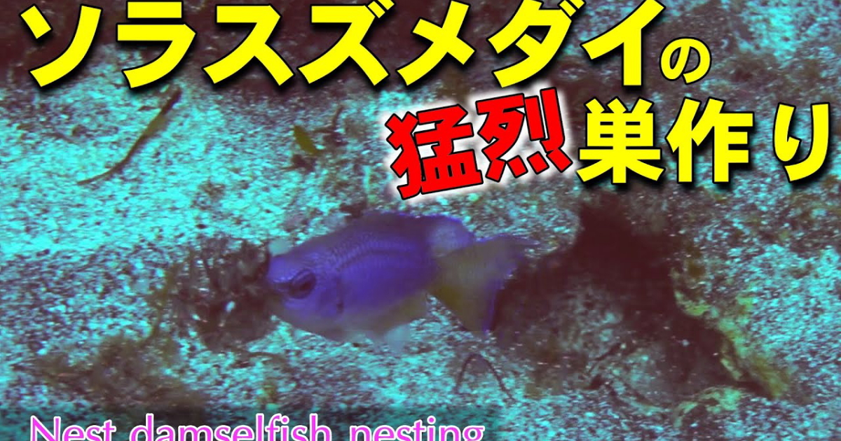 ソラスズメダイの巣作り水中映像