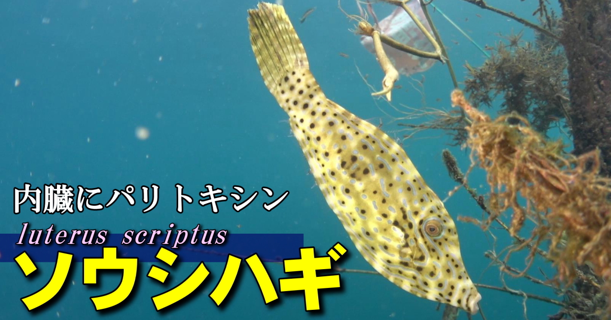 ソウシハギ水中映像