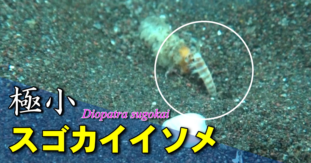弱った魚を撮影していると、海底に付いた瞬間に小さなゴカイが現れました。ゴカイたちは、ひたすら獲物が来るのを待っているようです。