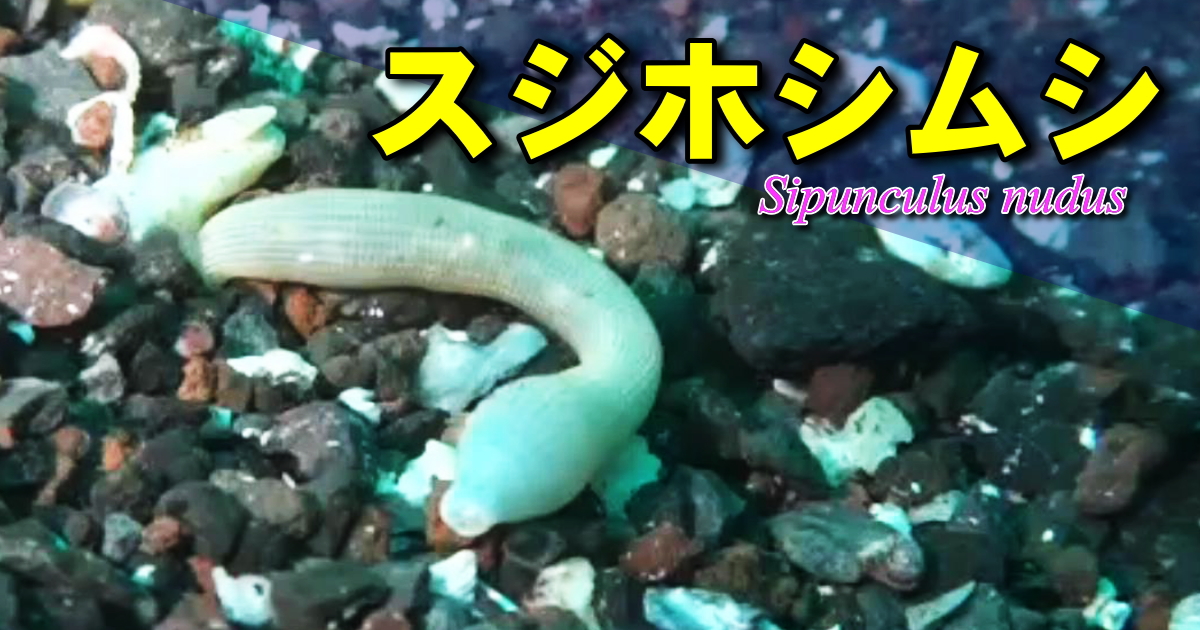 食用や釣り餌として利用されるゴカイの仲間「スジホシムシ」の水中映像