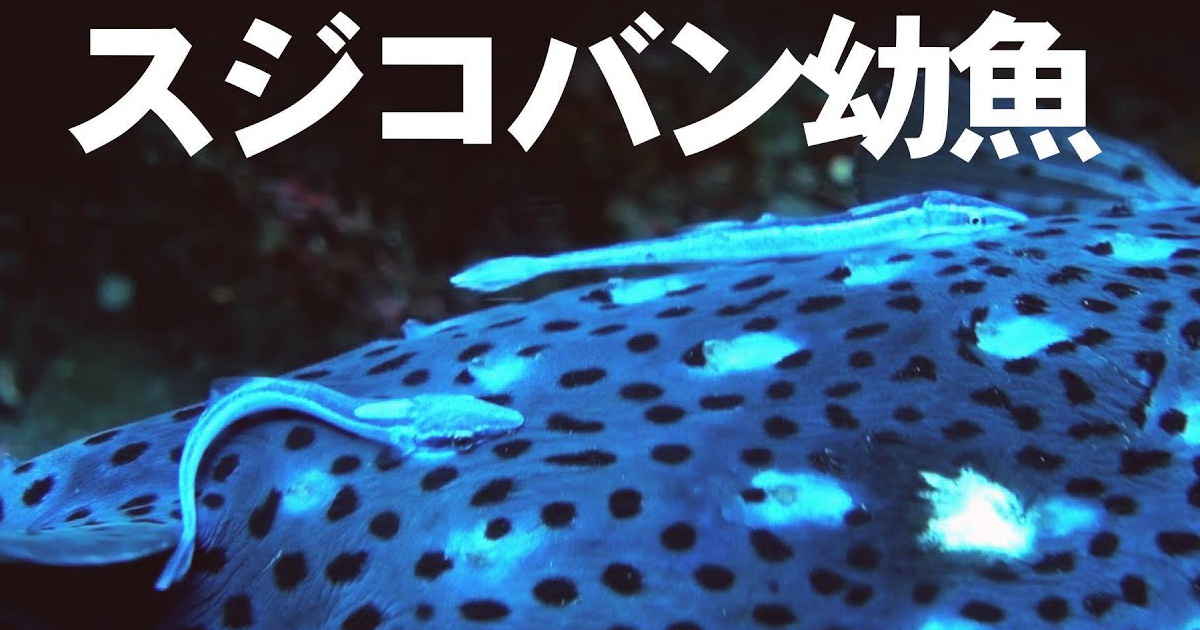 背中の吸盤で付くスジコバンの幼魚