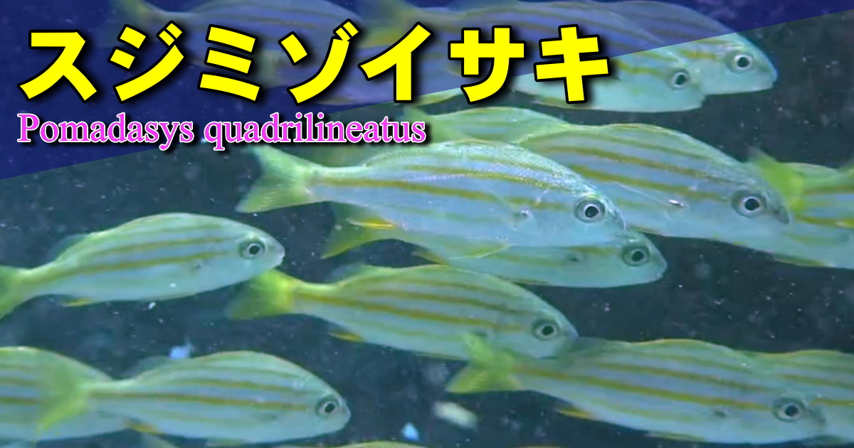 スジミゾイサキの水中映像