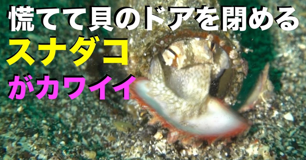 家のドアを閉めるスナダコ水中映像