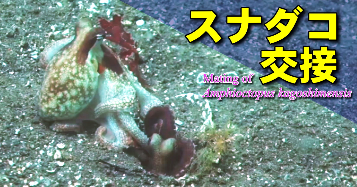 スナダコの交接をとらえた希少な水中映像