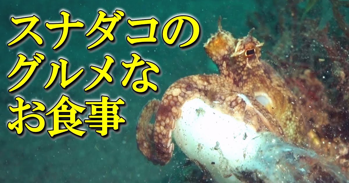 グルメだと言われるタコが巻貝を食べて言える様子の水中映像
