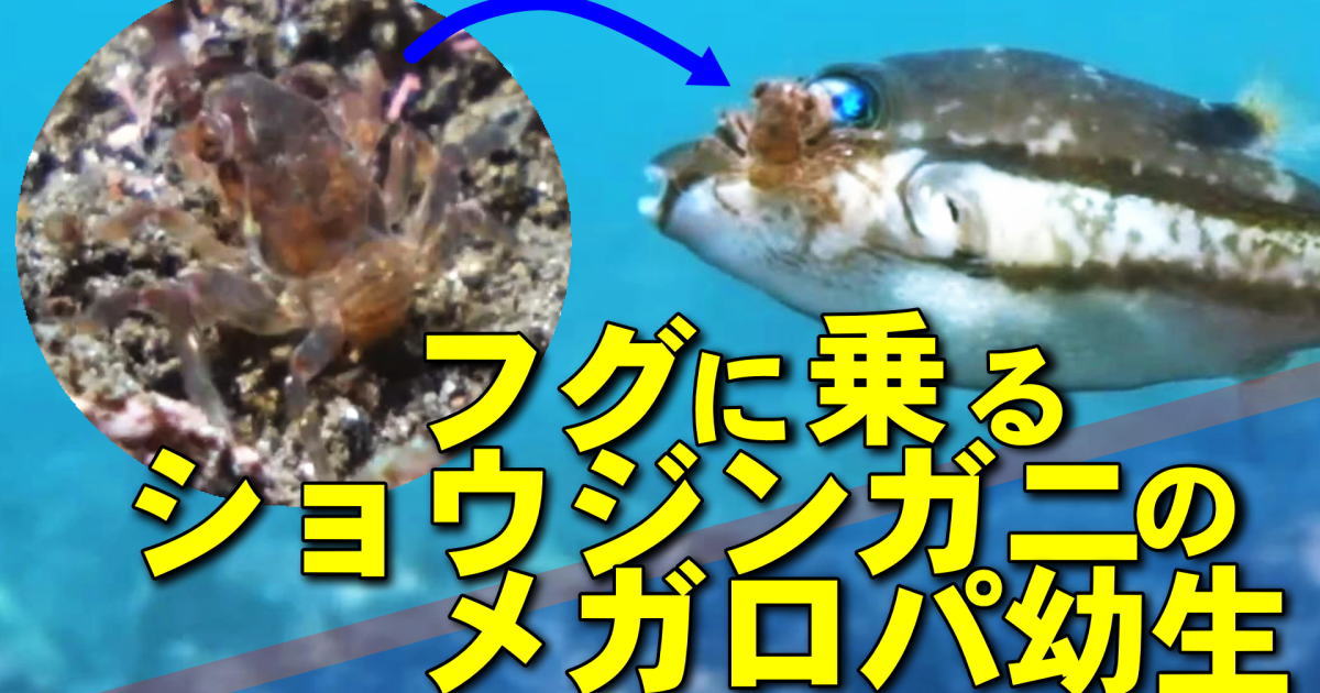 フグに乗るショウジンガニのメガロパ幼生の水中映像
