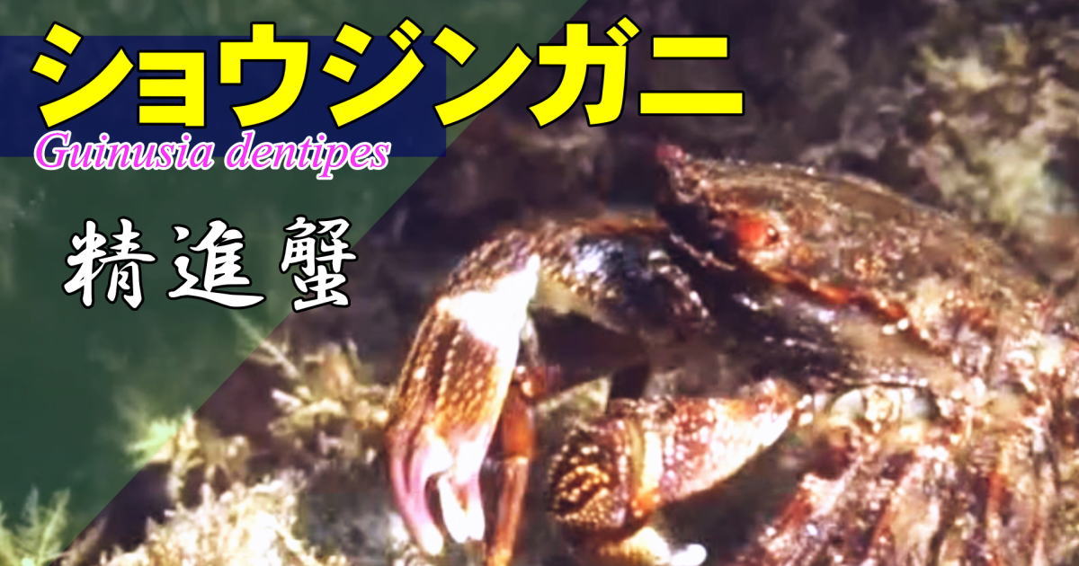 ショウジンガニの水中映像