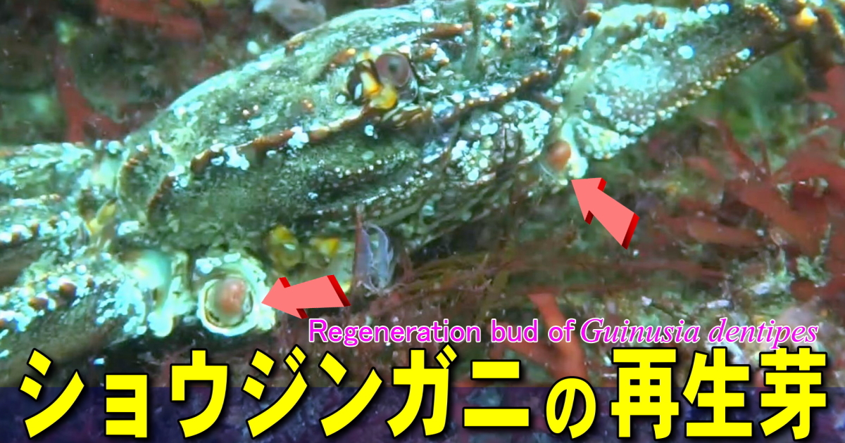 脚を再生させるショウジンガニの水中映像