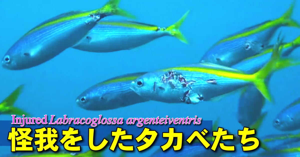 ケガをしたタカベの群れの水中映像