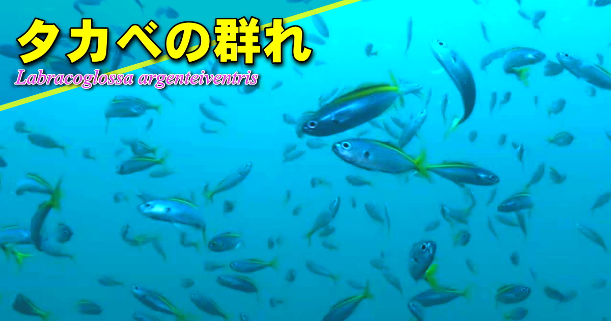 タカベの水中映像