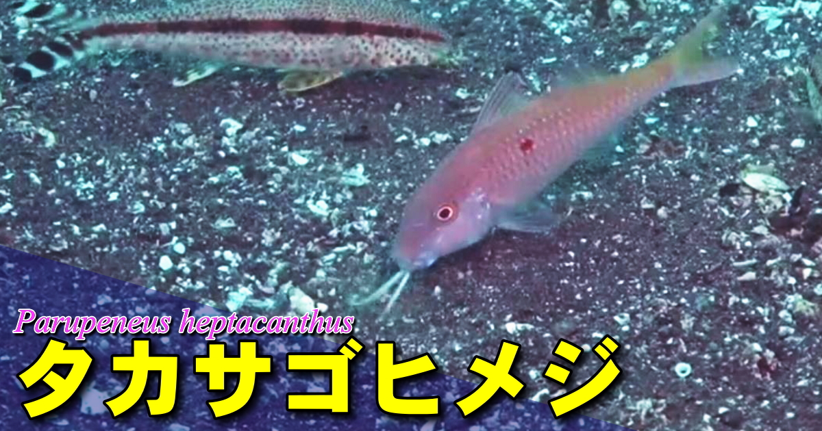 下あごに２本の長いひげを持つタカサゴヒメジの水中映像ダイジェスト版