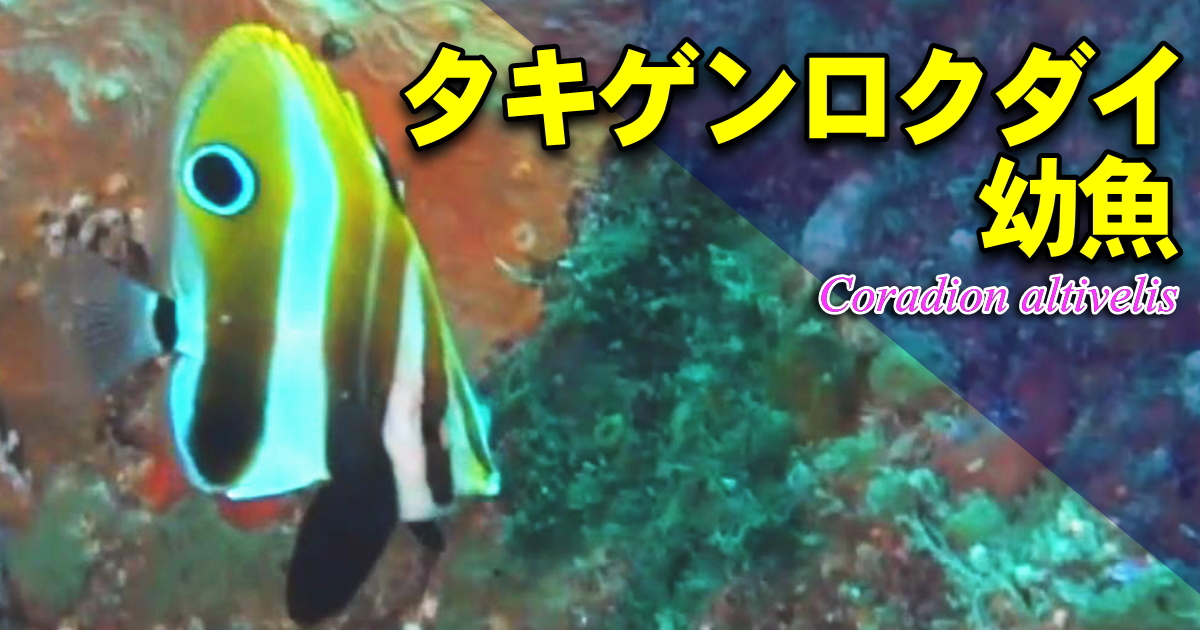 眼状紋を持つタキゲンロクダイの水中映像