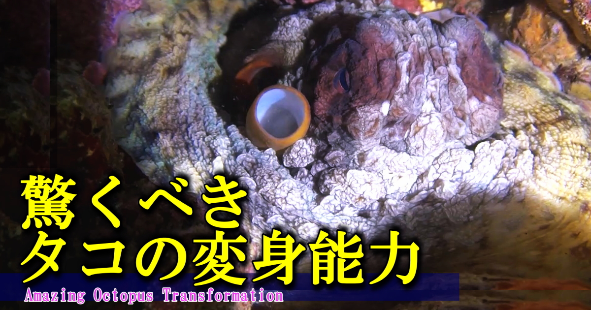 タコの皮膚の質感や色が変化する様子